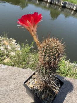 Lobivia grandiflora